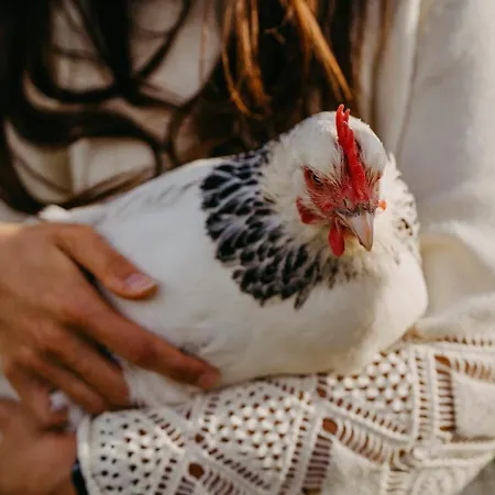 Maiers Johanniterbad Ringhotel 4* 罗特威尔